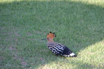  جمعية حماية الطبيعة: طائر الهدهد قد ينقرض من منطقة المركز في البلاد 